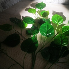Ветка Фикуса Зеленого крупнолистного 5 веточек