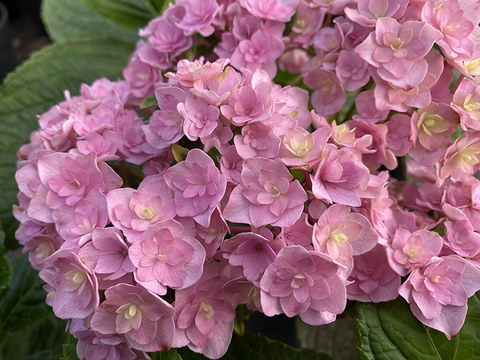 Гортензия крупнолистовая Ю ЭНД МИ ТУГЕЗЕ (Hydrangea macrophylla 