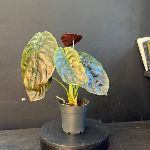 Алоказия (Alocasia)