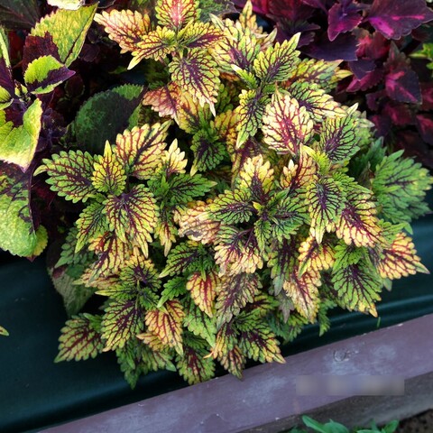 Талисман Тай колеус КСР