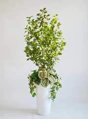 Растения для офиса