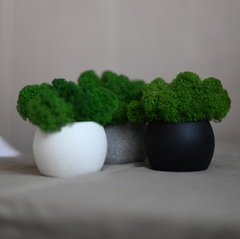 Мох в гипсовом кашпо