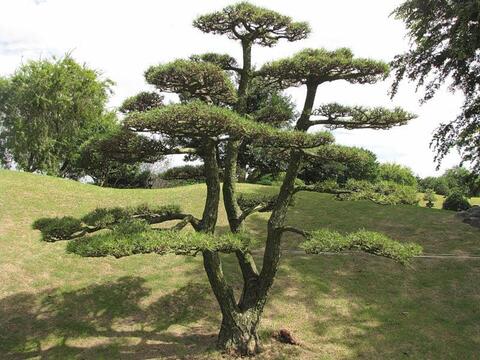 Семена соснаТунберга pinus thunbergii