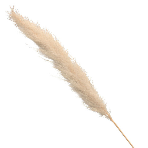 ТРОСТНИКОВАЯ ВЕТВЬ