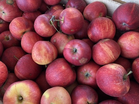 Богемские яблоки выращивают в Импилахти