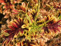 Copper Coral колеус_КСР