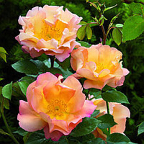 Файтинг Темэрей (Fighting Temeraire)