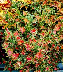 Фортуна UO колеус КСР