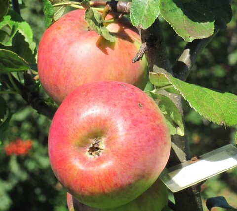 Яблоня Жигулевское