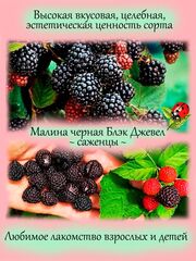 Съедобные