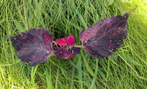 Сладкий плен ТМ колеус КСР