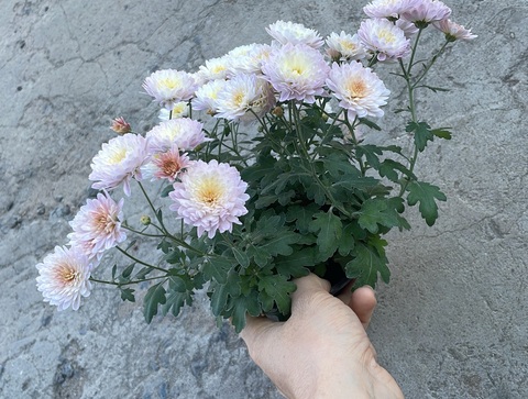 Хризантема мультифлора