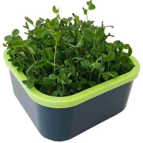 Проращиватель Здоровья Клад «Моя микрозелень» графит