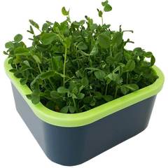 Проращиватель Здоровья Клад «Моя микрозелень» графит