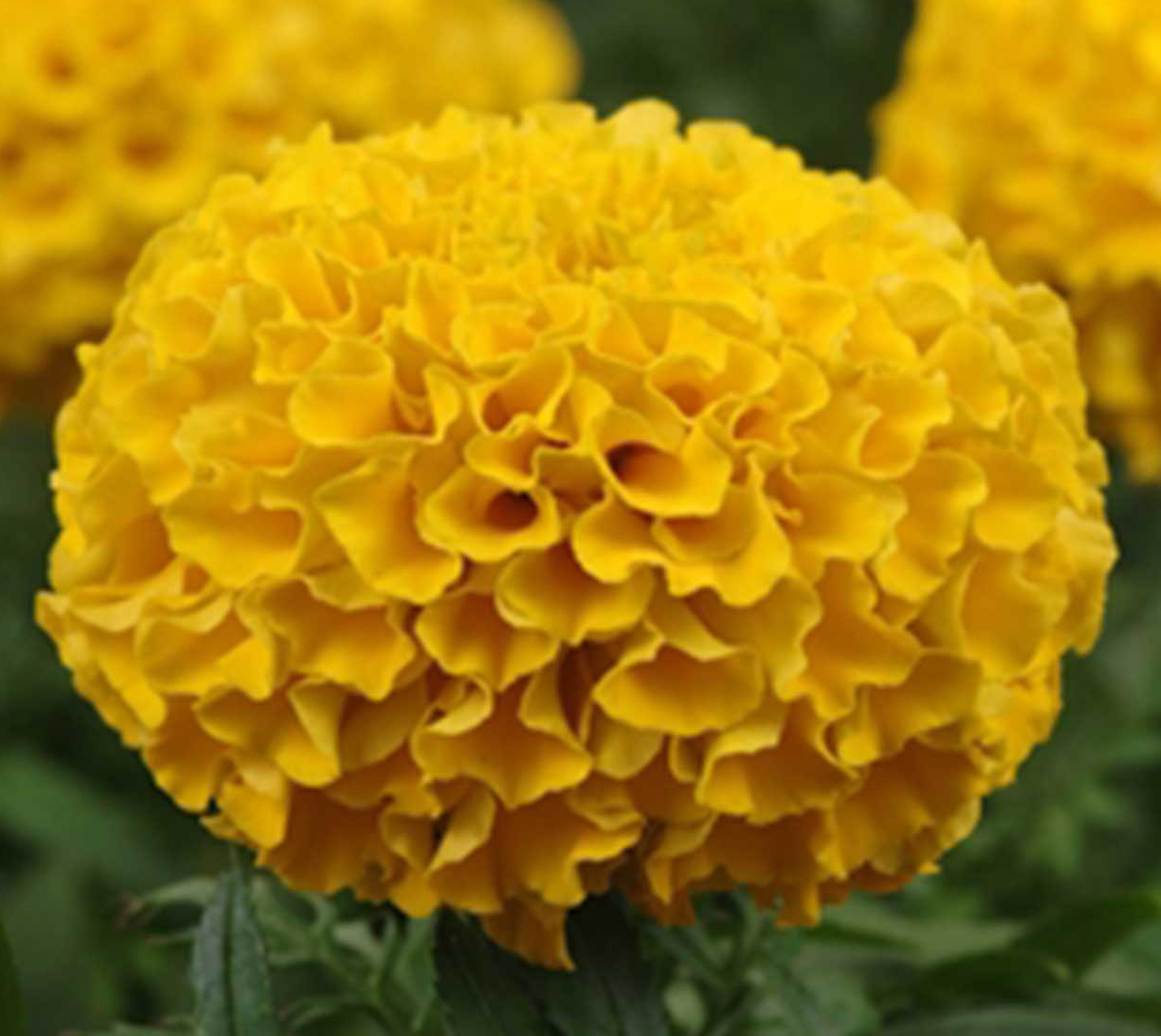 Бархатцы дядя степа