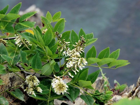 Маакия амурская (Акатник)