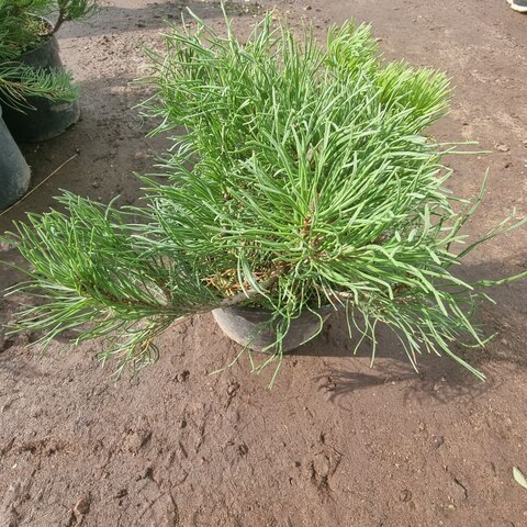 Сосна горная Пумилио | Pinus mugo Pumilio 30-35 см (С5)