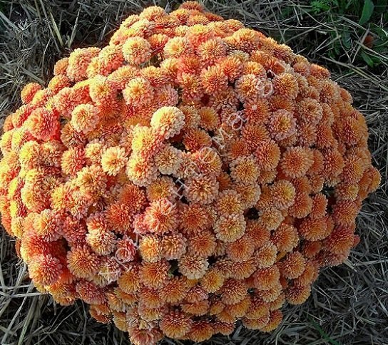 Хризантемы шариковые фото