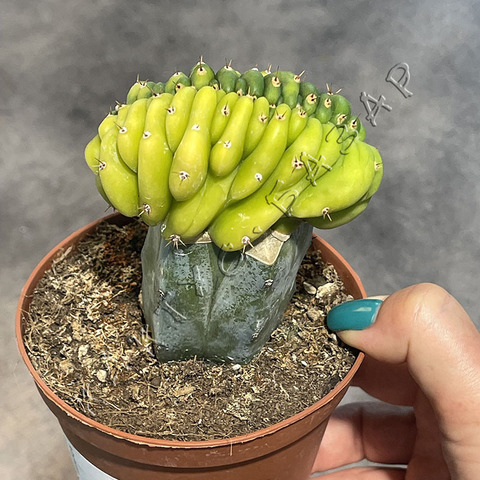 Трихоцереус Паханой Лайм Кристата на подвое d10