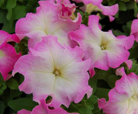 S6009 Петуния кустовая Grandiflora Limbo GP Pink Morn 10шт.