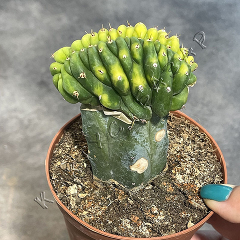 Трихоцереус Паханой Лайм Кристата на подвое d10