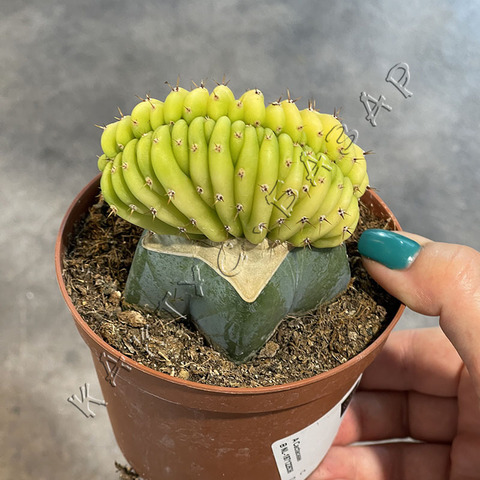 Трихоцереус Паханой Лайм Кристата на подвое d10