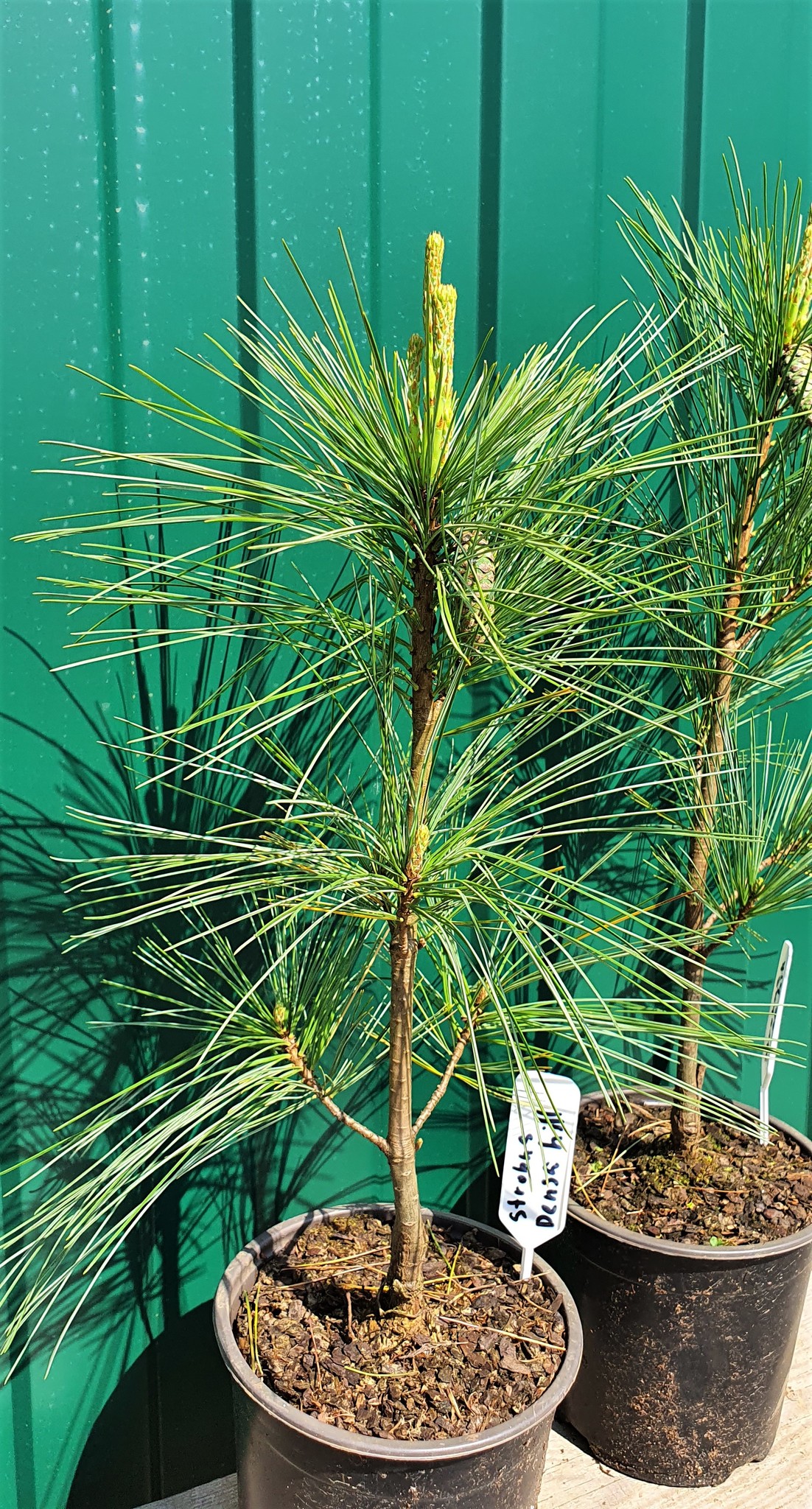 Сосна веймутова Pinus strobus Densa Hill