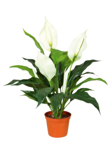 Спатифиллум