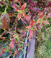 Тиффани Тай колеус КСР