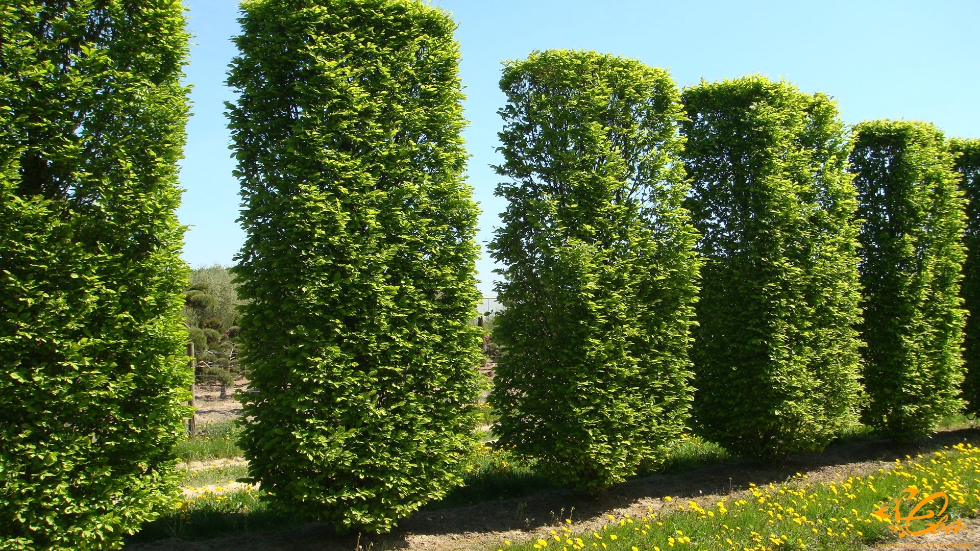 Семена Граб Березолистный carpinus betulus