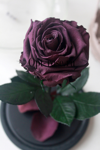 Роза в колбе премиум вип фиолетовая