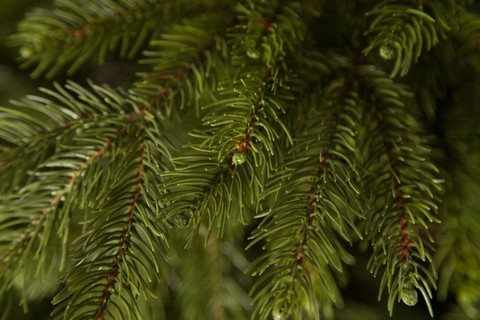 Ель 215см Black Box Коттеджная зеленая