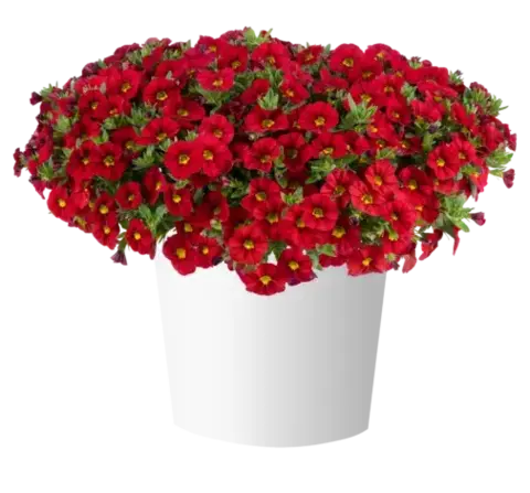 19229 Калибрахоа LIA CHILI PEPPER (ВЕСНА 2025)