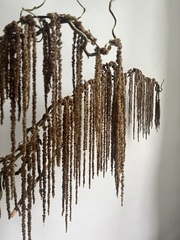 Амарант стабилизированный коричневый