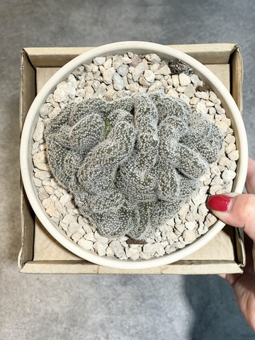 Лобивия Денсиспина Кристата в керамике d15