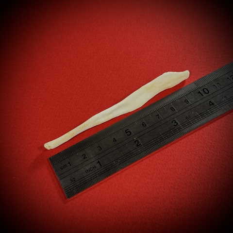 Бакулюм волка в стеклянной колбе