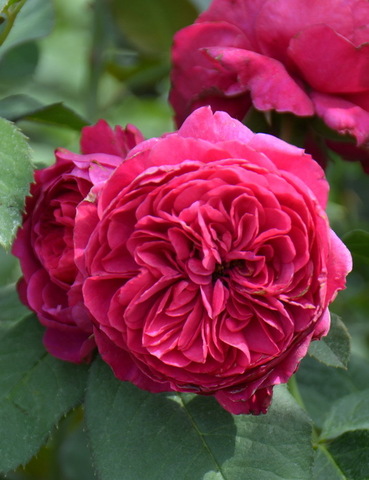 Мариетта(Marietta)