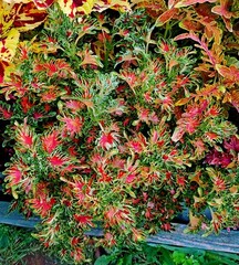 Фортуна UO колеус КСР