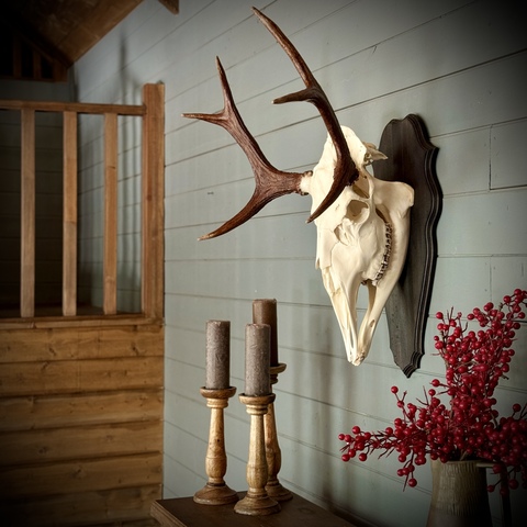 Череп лося на медальоне