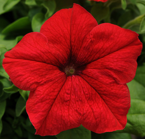 S6010 Петуния кустовая Grandiflora Limbo GP Red 10шт.