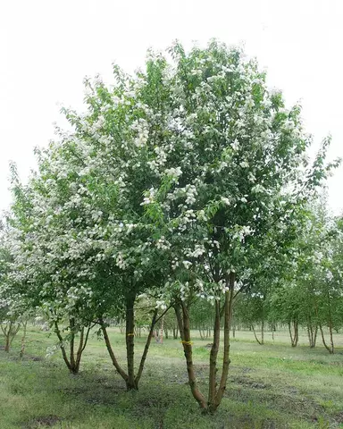 Черемуха Маака | Prunus maackii (С5/7,5)