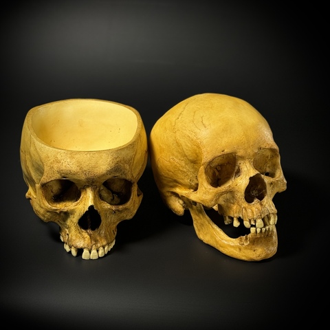 НАБОР ЧЕРЕПОВ (анатомические модели)