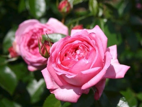 ЛЯ РОЗ ДЭ МОЛИНАР (LA ROSE DE MOLINARD)