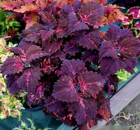 Фантастический куст UO колеус