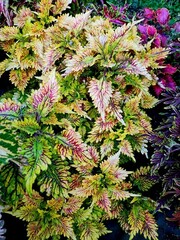 Талисман Тай колеус КСР