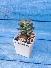 Crassula Ovata Minor (Крассула)