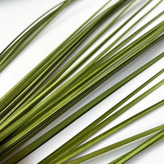 Осока трава кустовая, зелень искусственная, цвет светло-оливковый, 45 см, набор 5 букетов.