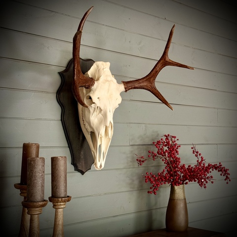 Череп лося на медальоне