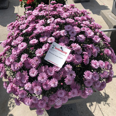 3 Агрирантемум DOUBLE ROSE