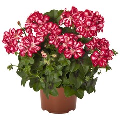 3123 Пеларгония плющелистная ATLANTIC RED STAR  (Весна 2026)